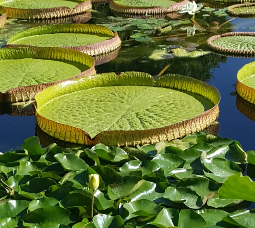 Zoologisch-botanischer Garten Wilhelma